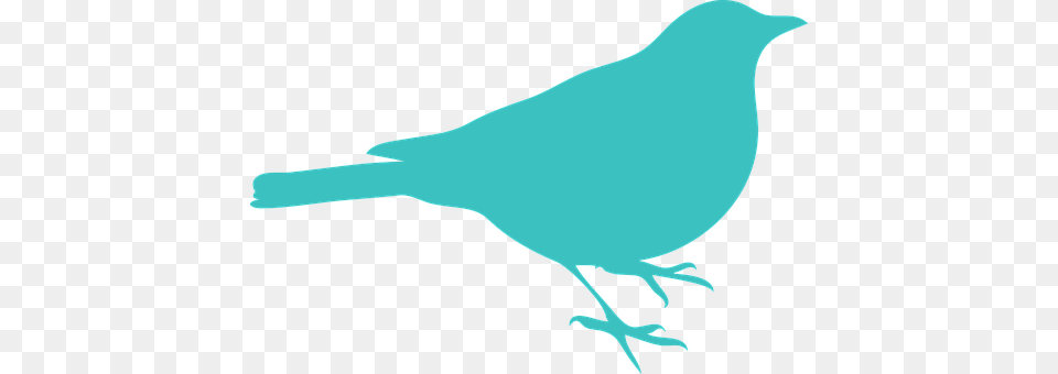 Blackbird Person, Animal, Bird, Finch Png Image