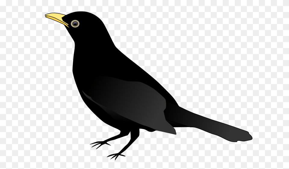 Blackbird, Animal, Beak, Bird, Fish Png