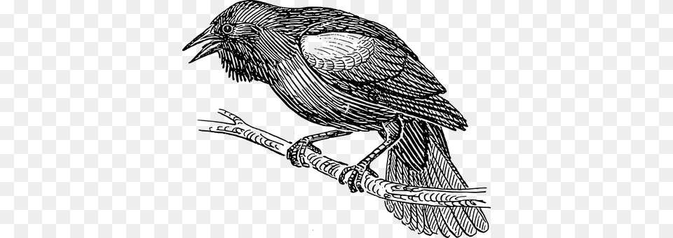Blackbird Gray Png Image