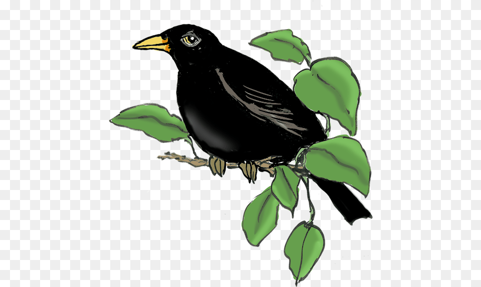 Blackbird, Animal, Bird, Leaf, Plant Png Image