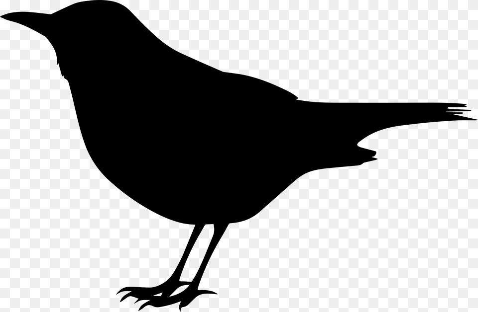 Blackbird Clipart, Gray Free Png