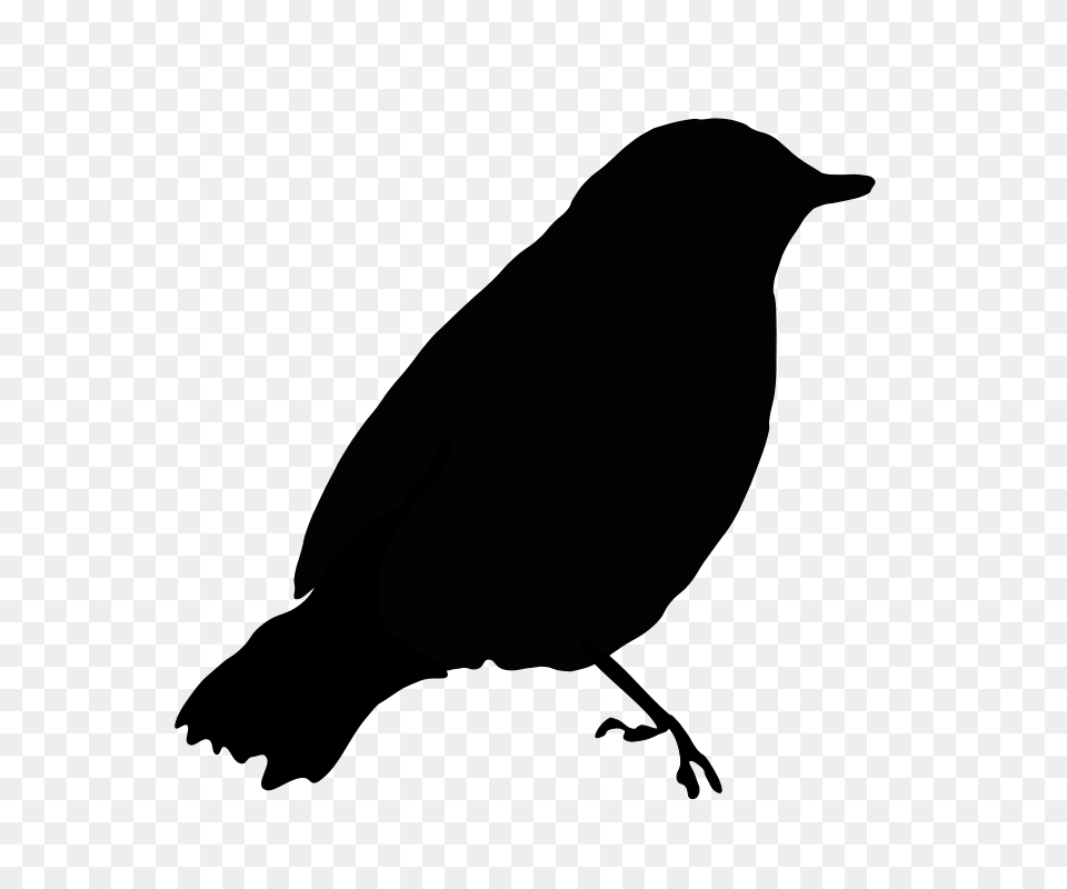 Blackbird Clipart, Gray Free Png