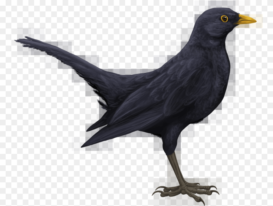 Blackbird Hd Drawn Black Bird, Animal Png