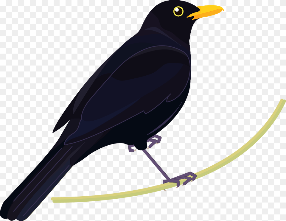 Blackbird Nz, Animal, Bird Png Image