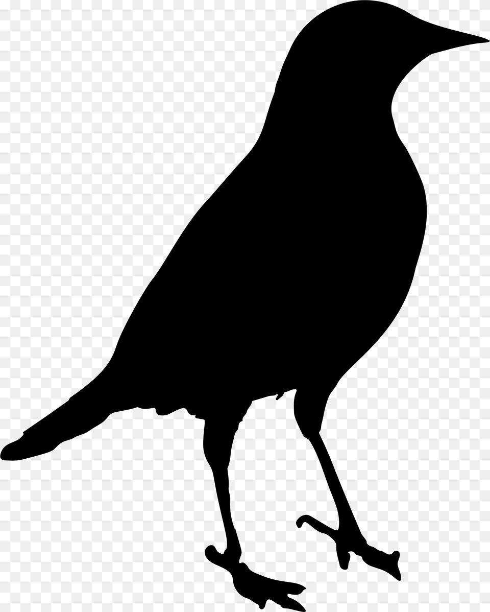 Blackbird Photos Blackbird, Gray Free Png
