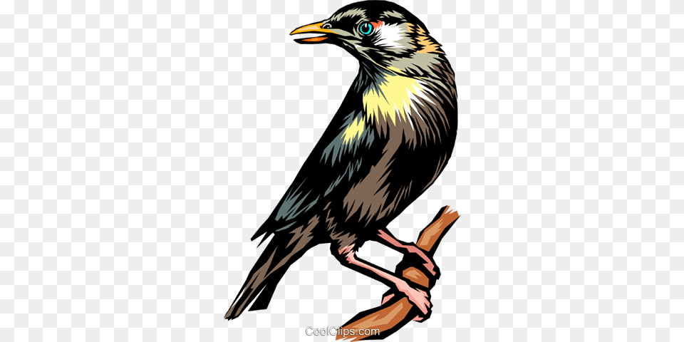 Blackbird Royalty Free Vector Clip Art Illustration, Animal, Beak, Bird, Jay Png Image