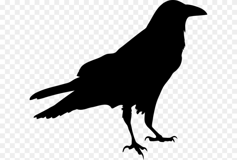 Blackbird Silhouette Clip Art Raven Bird, Gray Png