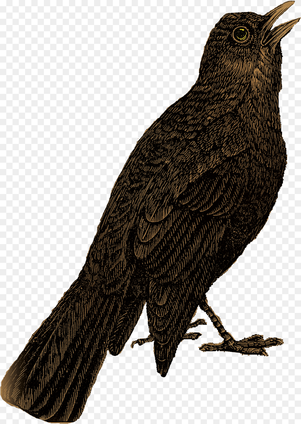 Blackbird Transparent Background Portable Network Graphics, Animal, Bird, Beak Free Png Download