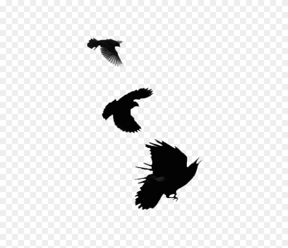 Blackbird Transparent Images Alas De Cuervo, Silhouette, Animal, Bird, Stencil Png Image