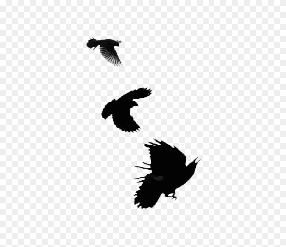 Blackbird Images Portable Network Graphics, Silhouette, Animal, Bird, Stencil Free Transparent Png