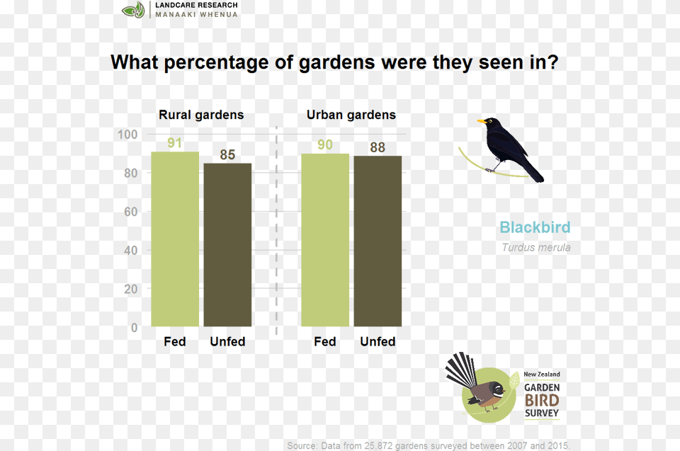 Blackbirds Are Found In About 90 Of Gardens Irrespective Songbird, Animal, Bird, Blackbird Png