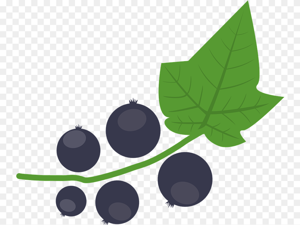 Blackcurrant Berry Autumn Vector Graphic On Pixabay Blackcurrant Illustration, Blueberry, Food, Fruit, Leaf Free Transparent Png