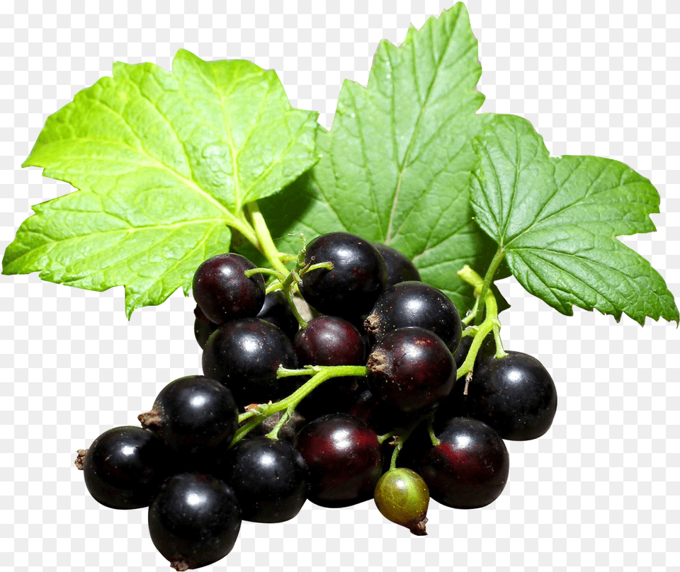 Blackcurrant Transparent, Berry, Blueberry, Food, Fruit Free Png