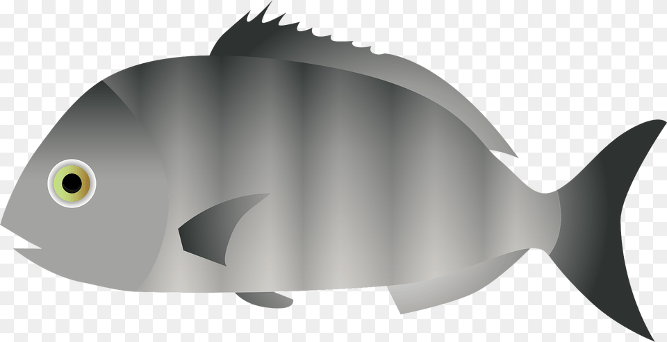 Blackhead Seabream Fish Clipart, Animal, Sea Life, Tuna, Shark Png Image