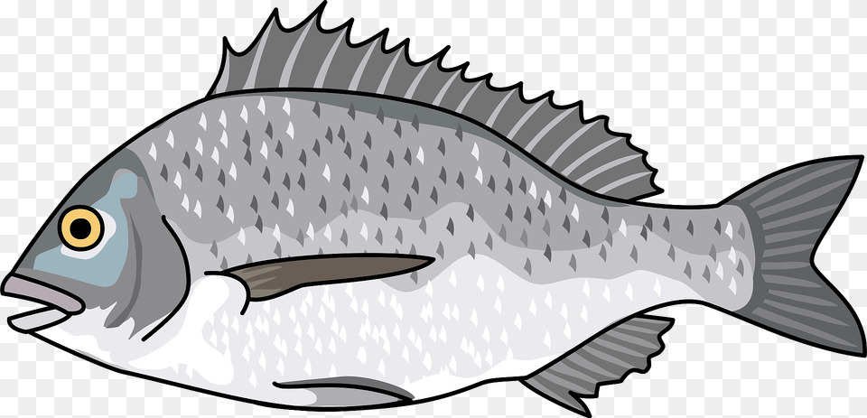 Blackhead Seabream Fish Clipart, Animal, Sea Life, Shark Png Image