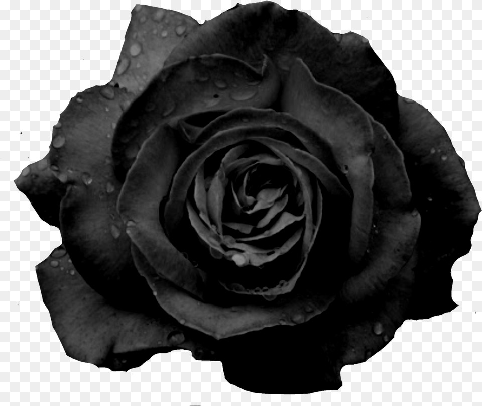 Blackrose Freetoedit Black Rose Flower, Plant, Person Free Png Download