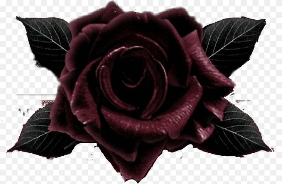 Blackrose Garden Roses, Flower, Plant, Rose, Clothing Png