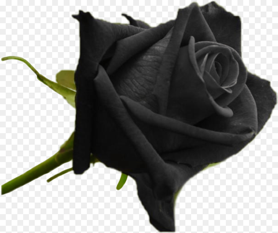 Blackrose Original Black Rose Plant, Flower Free Transparent Png