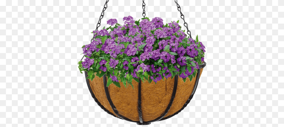 Blacksmith 14 Inch Hanging Basket, Flower, Pottery, Potted Plant, Planter Free Png Download