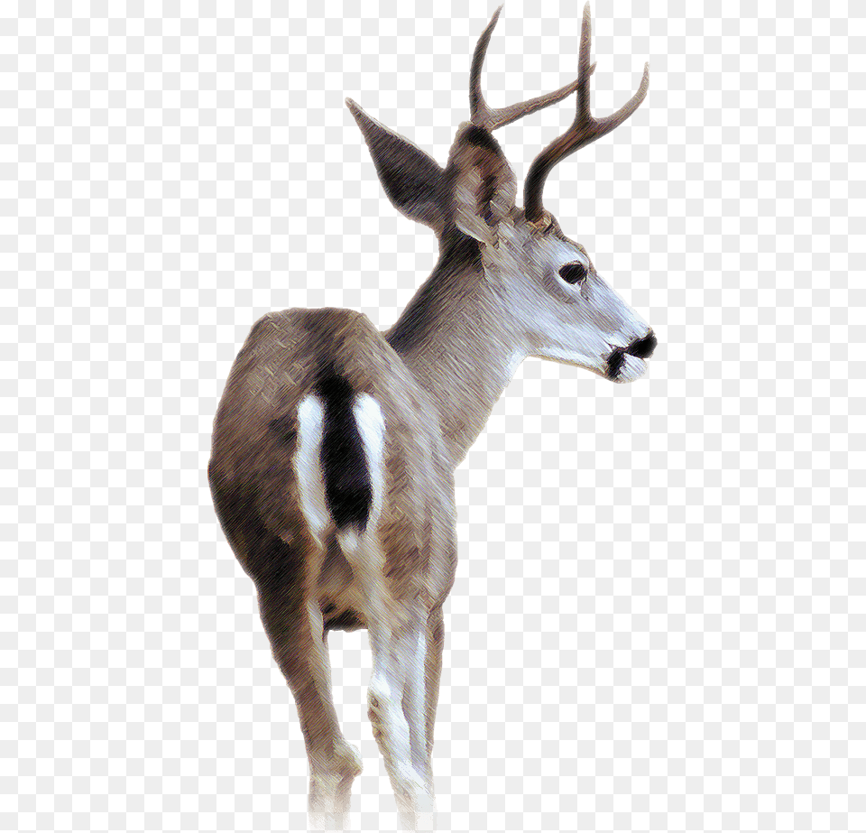 Blacktail Deer Black Tailed Deer Transparent, Animal, Mammal, Wildlife, Zebra Png Image