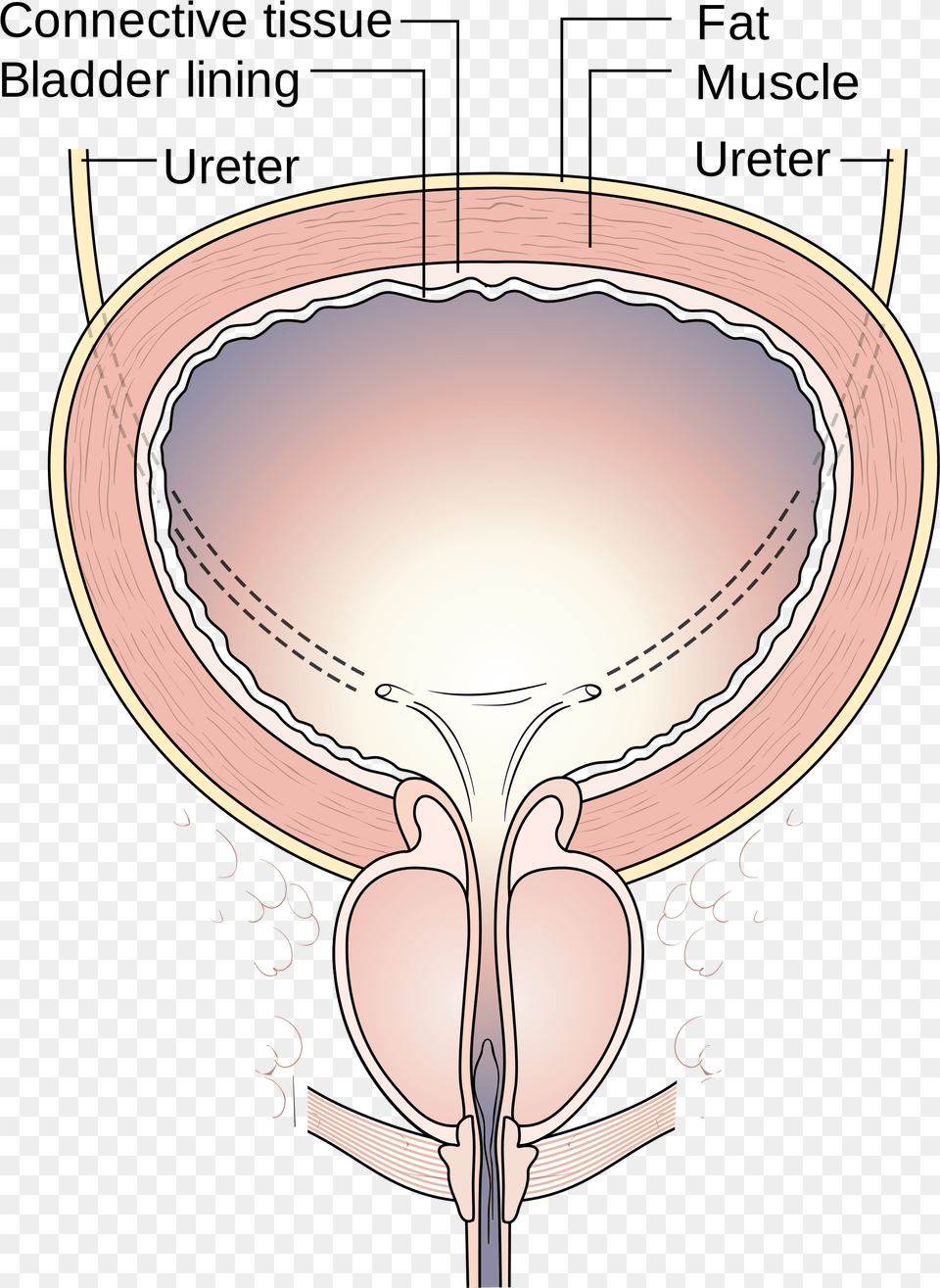 Bladder Pain Shy Bladder Urinating Peeing In Public Bladder Transparent, Lighting, Lamp, Cutlery, Smoke Pipe Free Png