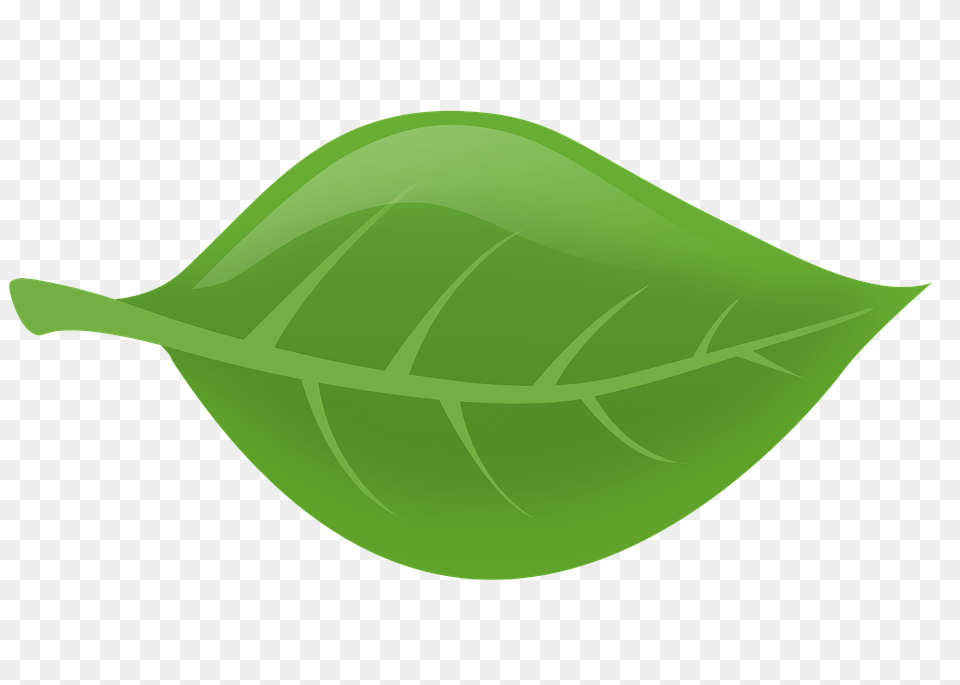 Blade, Leaf, Plant, Animal, Fish Free Png