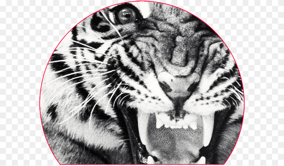 Blade Vault Zoom Detail Sheba, Animal, Mammal, Tiger, Wildlife Free Transparent Png