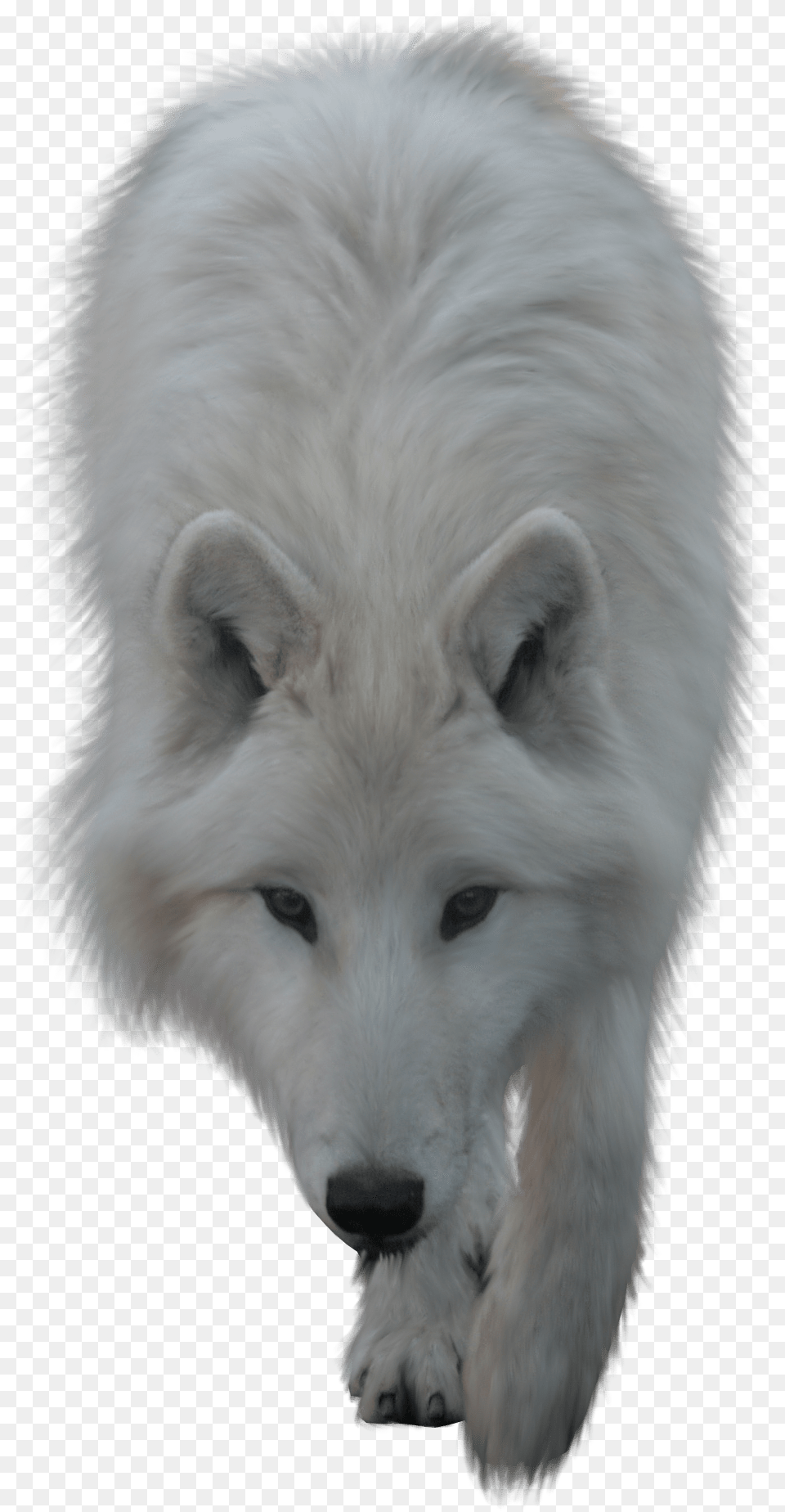 Blanc Suissefurarctic Lupus Tundrarumwolf White Wolf, Animal, Canine, Dog, Mammal Free Transparent Png
