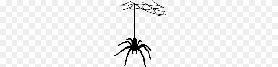 Bland Cobweb Spider Cobwebs Large, Gray Free Png Download