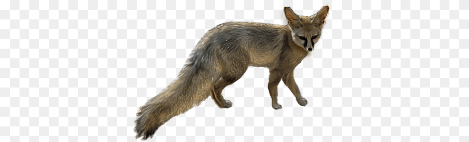 Blandfords Fox Fox, Animal, Canine, Kit Fox, Mammal Png