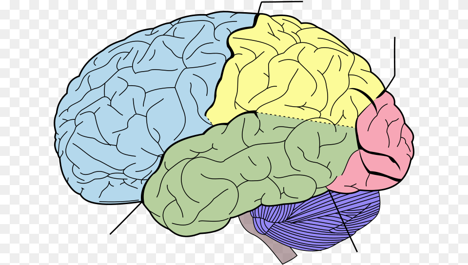 Blank Brain Diagram Mental And Physical Therapy, Animal, Sea Life, Sea, Reef Free Png