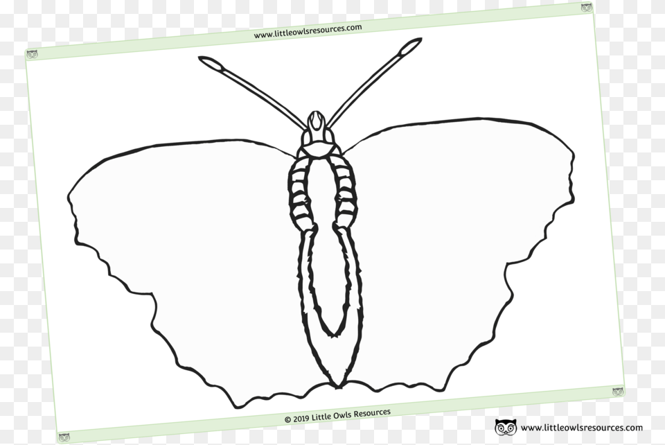 Blank Butterfly Template Sheet, Animal, Bee, Insect, Invertebrate Free Transparent Png