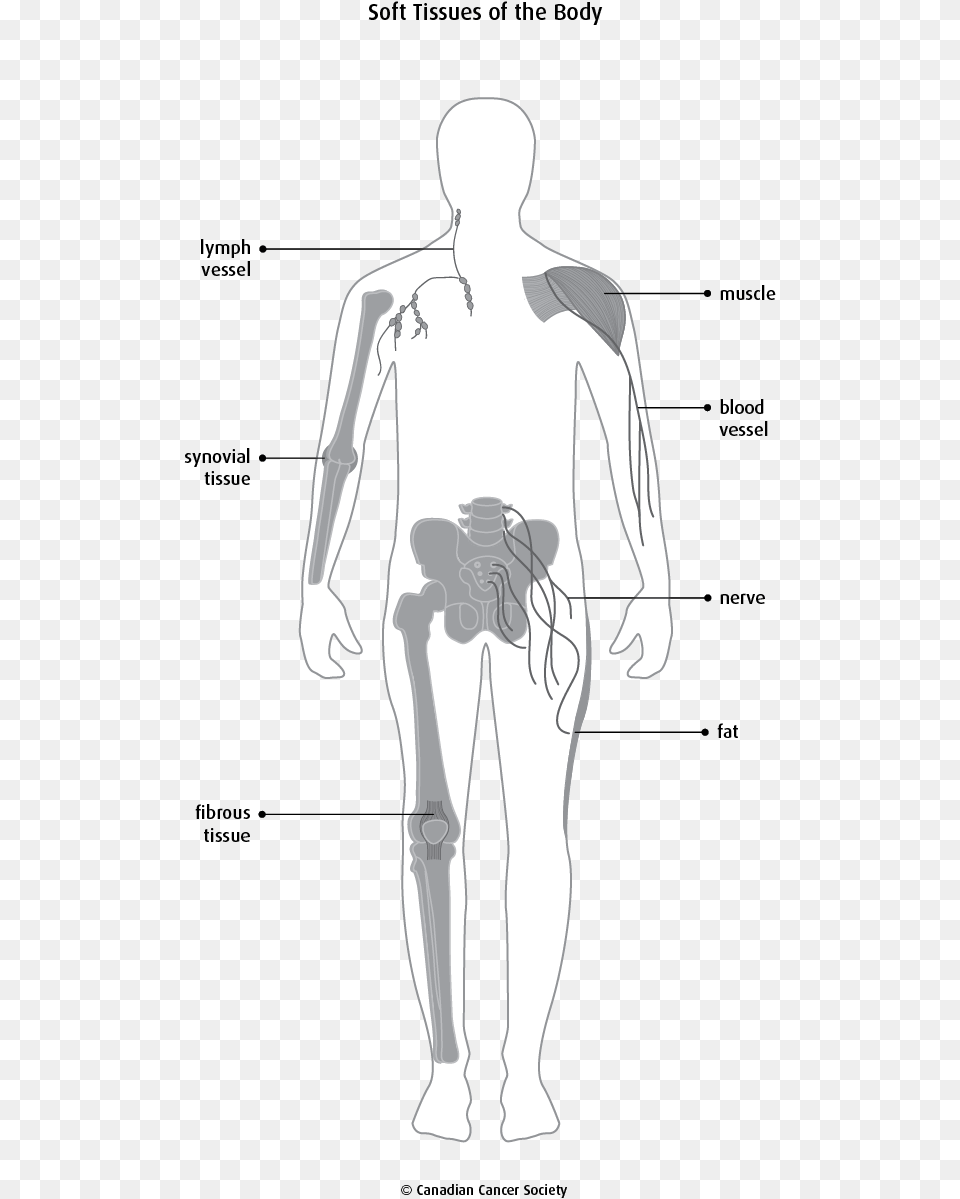 Blank Diagram Immune System, Chart, Plot, Adult, Female Free Png