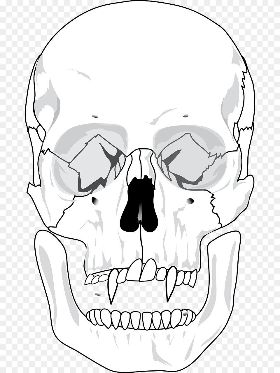 Blank Human Skull Anatomy, Stencil, Adult, Male, Man Png