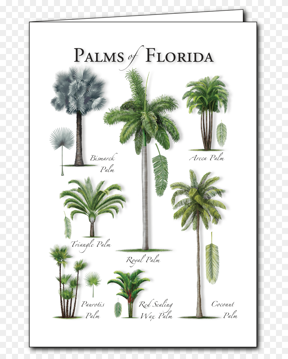 Blank Wax Seal, Palm Tree, Plant, Tree, Vegetation Png Image