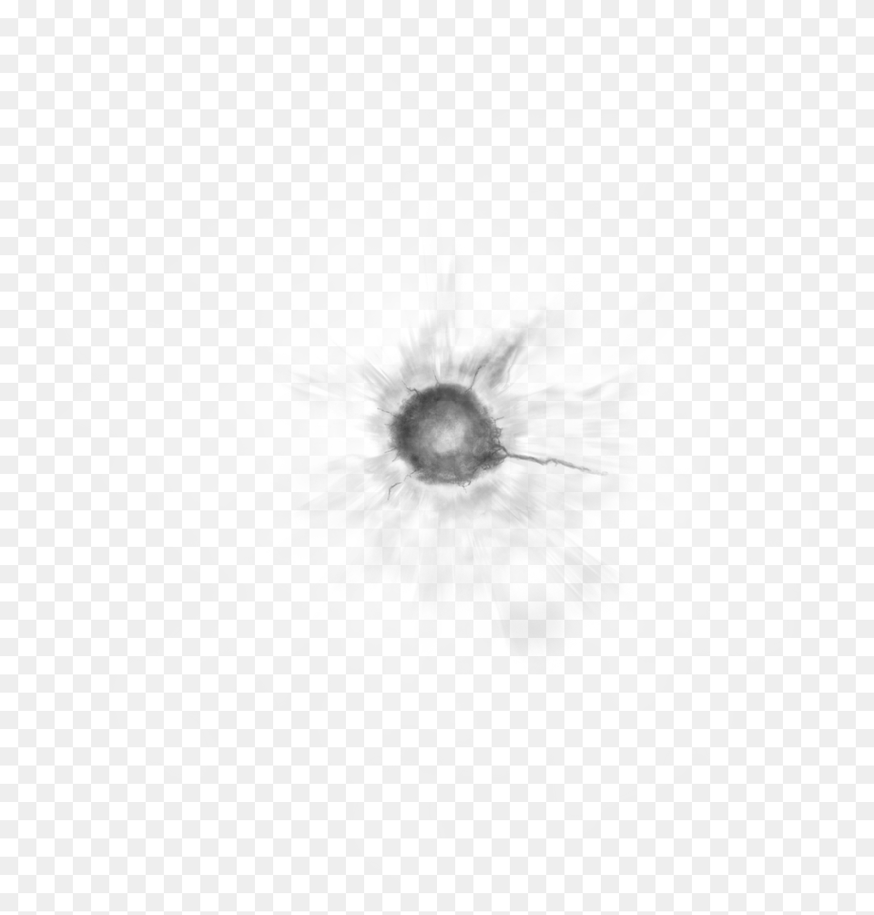 Blast Crater Clipart Crater Brush, Flower, Anemone, Anther, Plant Png Image