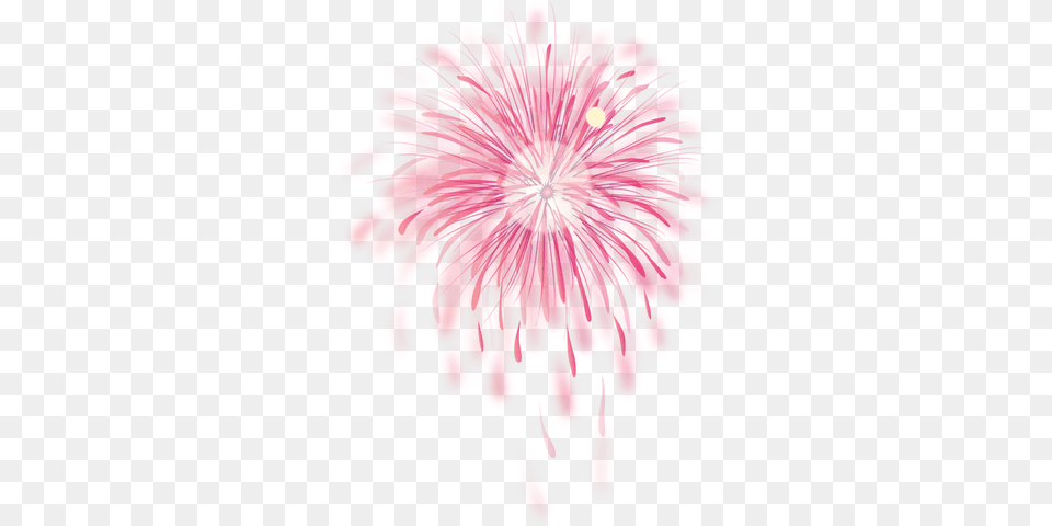 Blasted Pink Firework U0026 Svg Vector File Fogo De Artifcio, Flower, Petal, Plant, Daisy Free Transparent Png