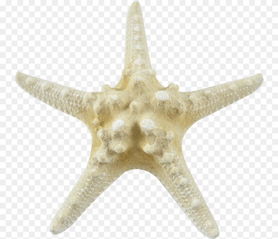 Bleached Knobby Starfish 6quot, Animal, Sea Life, Invertebrate, Blade Png