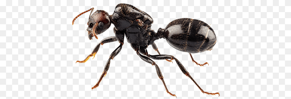 Bleed Area May Not Be Visible Ant Definition, Animal, Insect, Invertebrate Free Png Download
