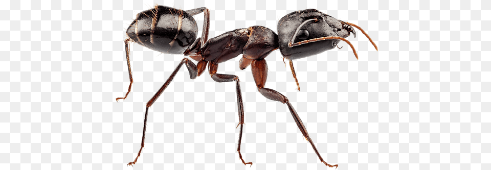 Bleed Area May Not Be Visible Ant Large, Animal, Insect, Invertebrate Png