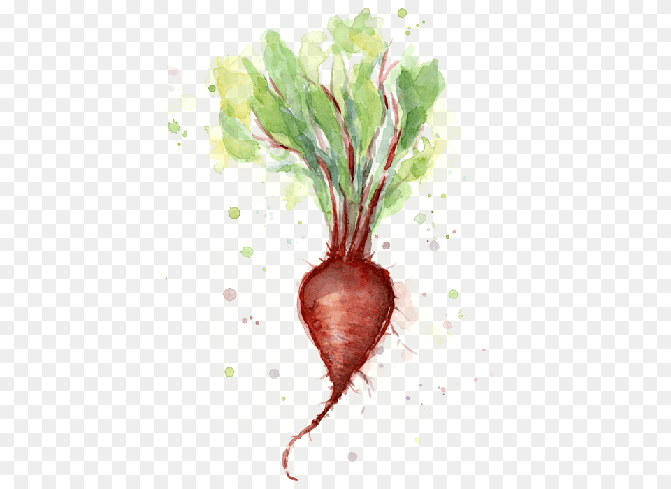 Bleed Area May Not Be Visible Beet Watercolor, Food, Produce, Plant Free Transparent Png