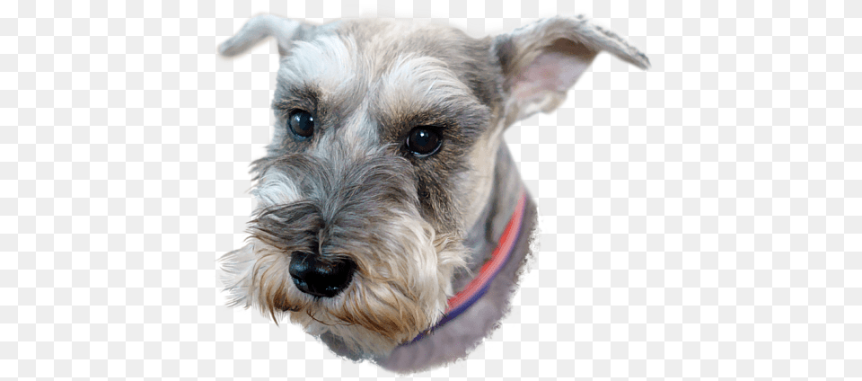 Bleed Area May Not Be Visible Miniature Schnauzer, Animal, Canine, Dog, Mammal Free Transparent Png