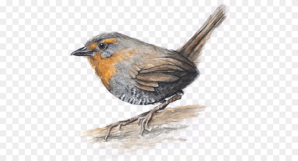 Bleed Area May Not Be Visible Painting, Animal, Bird, Finch, Wren Free Png Download
