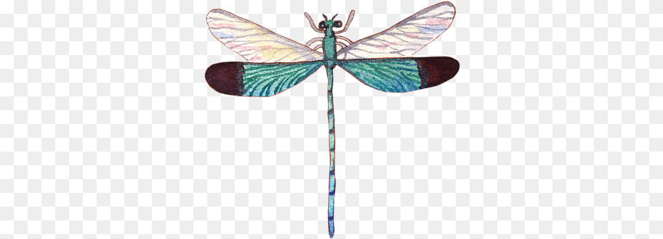 Bleed Area May Not Be Visible Tropical Dragonfly, Animal, Insect, Invertebrate, Cross Free Png