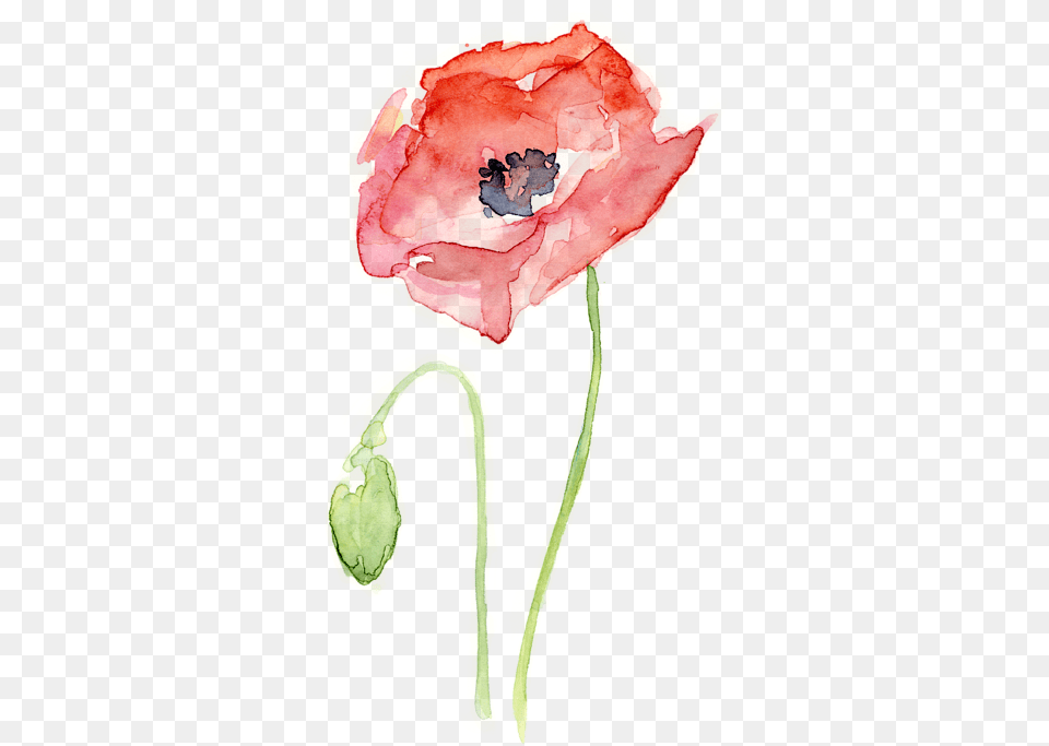 Bleed Area May Not Be Visible Watercolor Poppy, Flower, Plant, Rose Png