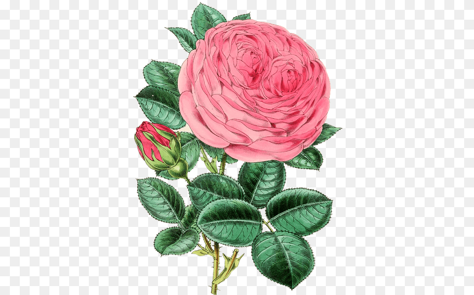 Bleed Holy Or Bleed Rose Illustration Vintage, Dahlia, Flower, Plant, Petal Png