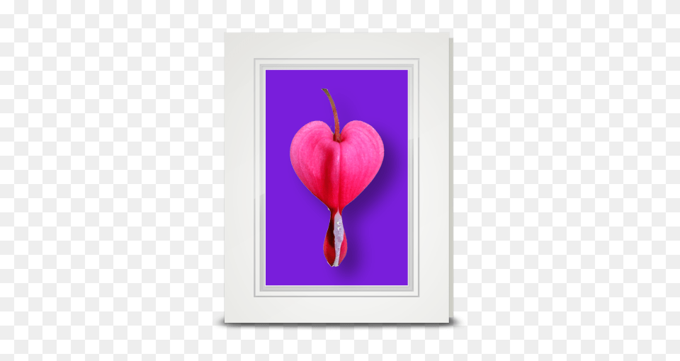 Bleeding Heart, Flower, Plant, Petal Png