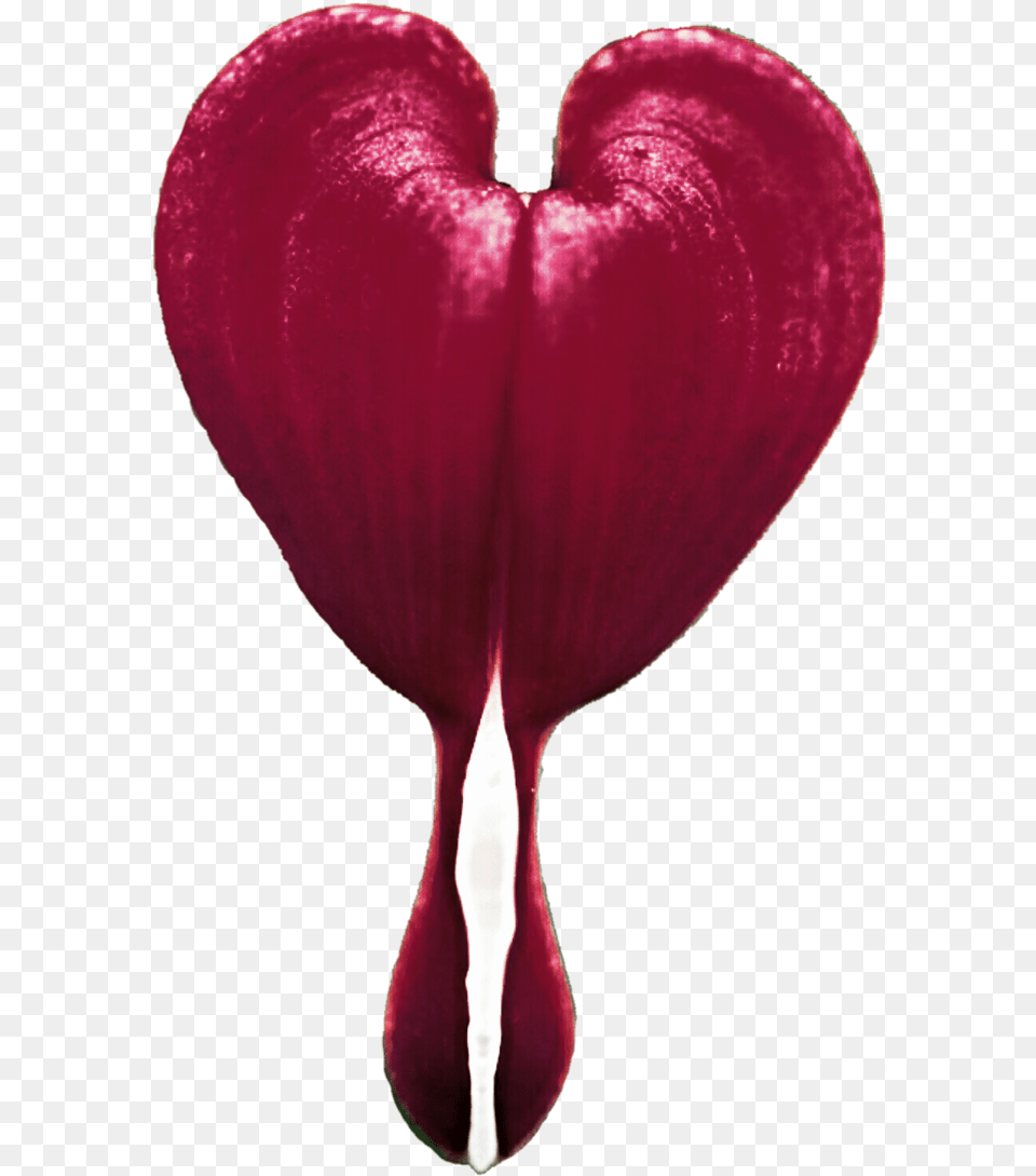 Bleeding Heart 5 Image Transparent Bleeding Heart Flower, Petal, Plant, Food, Sweets Png