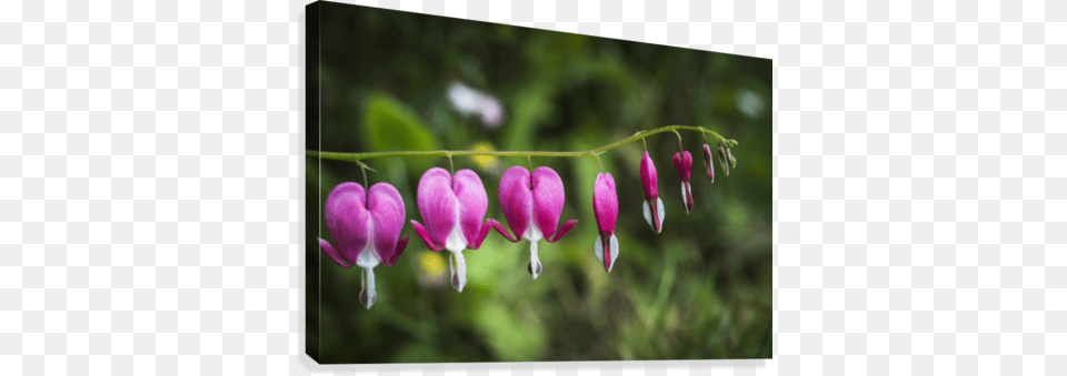 Bleeding Heart Blooms In A Garden Bleeding Heart Lamprocapnos Spectabilis Blooms In, Flower, Petal, Plant, Geranium Png Image