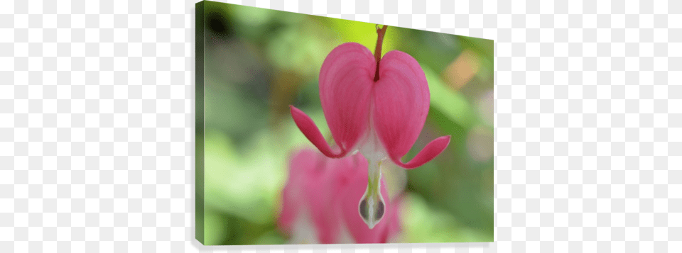 Bleeding Heart Flower Photograph Canvas Print Canvas Print, Geranium, Petal, Plant, Bud Png Image